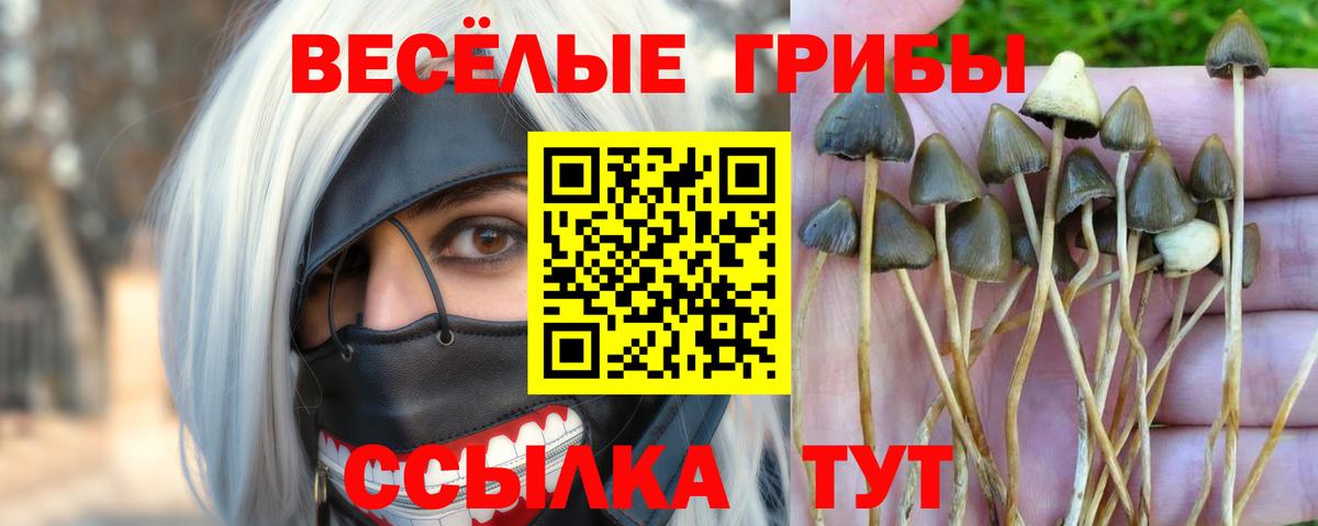Галлюциногенные грибы Cubensis  Галлюциногенные грибы ЛСД  Северск  Вход с VPN 